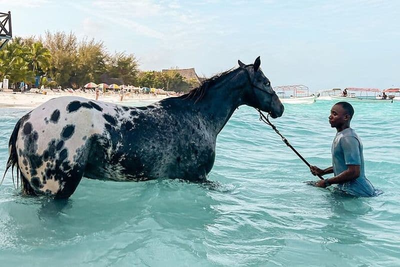Balade à cheval et baignade avec des tortues marines dans leur aquarium