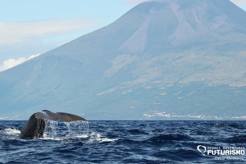 Billet Observation des baleines et des dauphins sur l'île de Pico