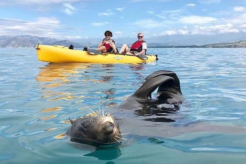 Billet Aventure en kayak de phoque à Kaikoura