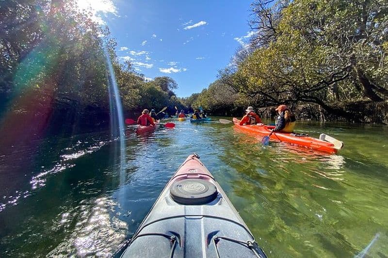 Excursion en kayak au sanctuaire des dauphins d'Adélaïde et au cimetière des navires