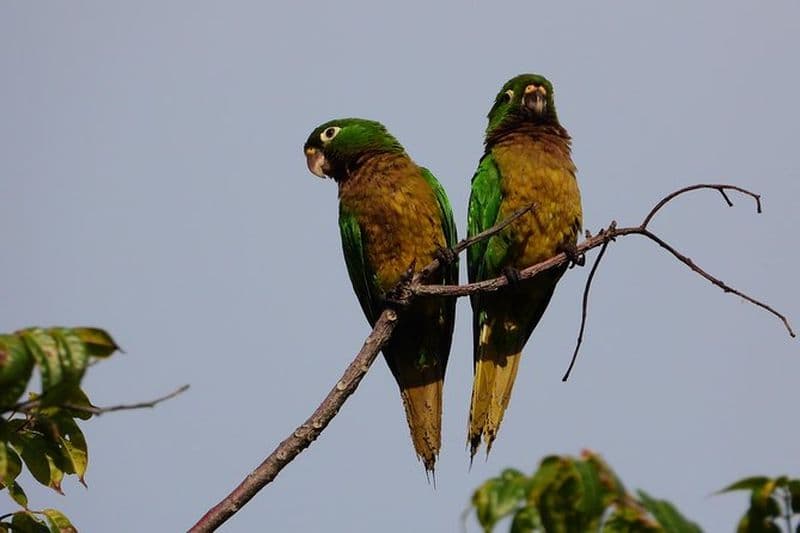 Oiseaux du monde maya 3