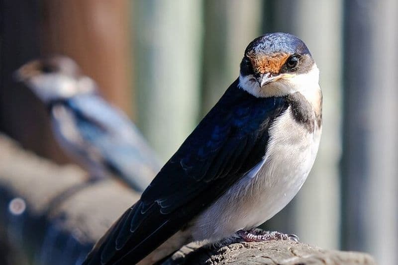 Visite privée d'observation des oiseaux au Cap