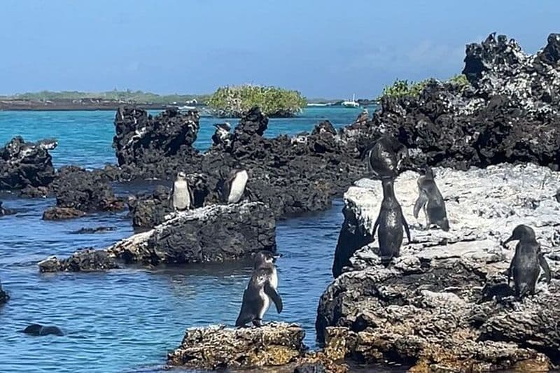 Expérience sur l'île d'Isabela avec des pingouins et des flamants roses