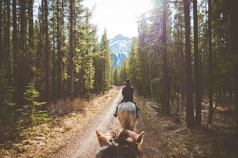 Balade à cheval d'une heure dans Buffalo Loop à Kananaskis