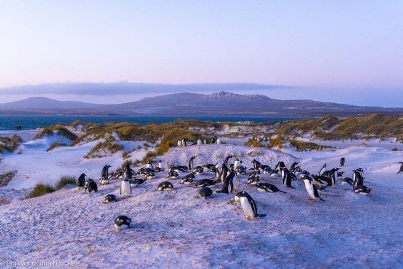 Billet Visite des îles Falkland en commun avec les pingouins