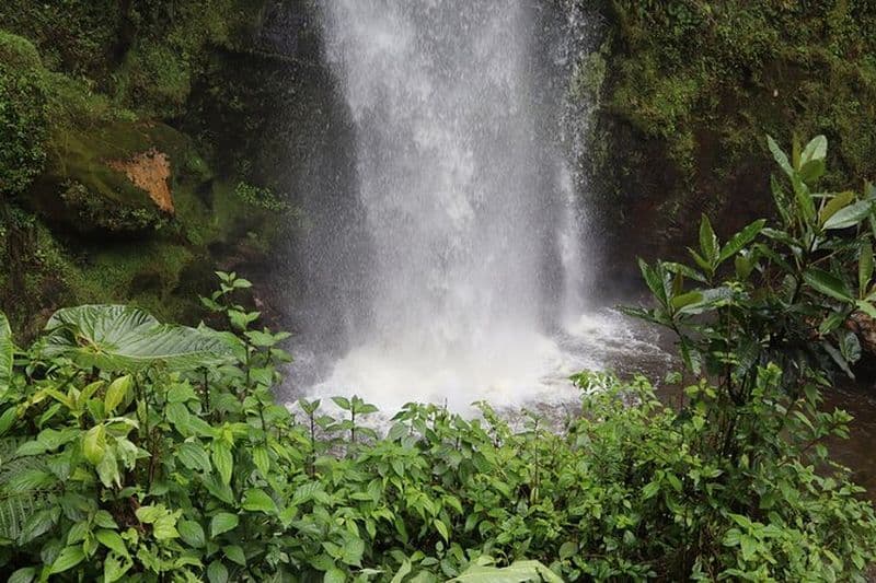 Les plus hautes cascades de Colombie: La Chorrera Randonnée