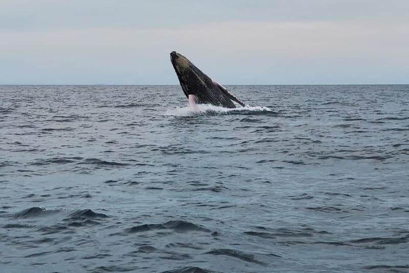 Observation des baleines et safari animalier