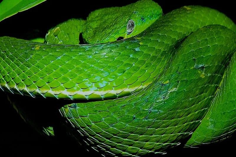 Visite à pied nocturne en petit groupe de la réserve faunique de Monteverde