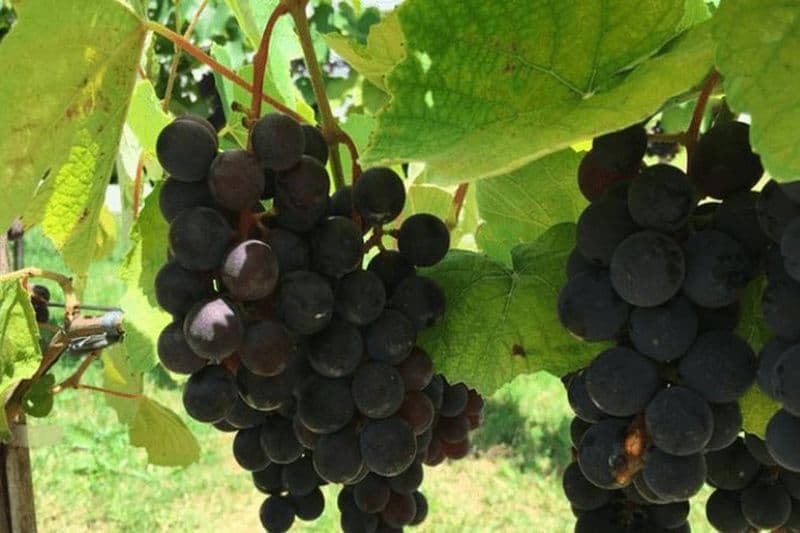 Art of Wine - Voyagez à travers la soi-disant route des vins en visitant divers vignobles