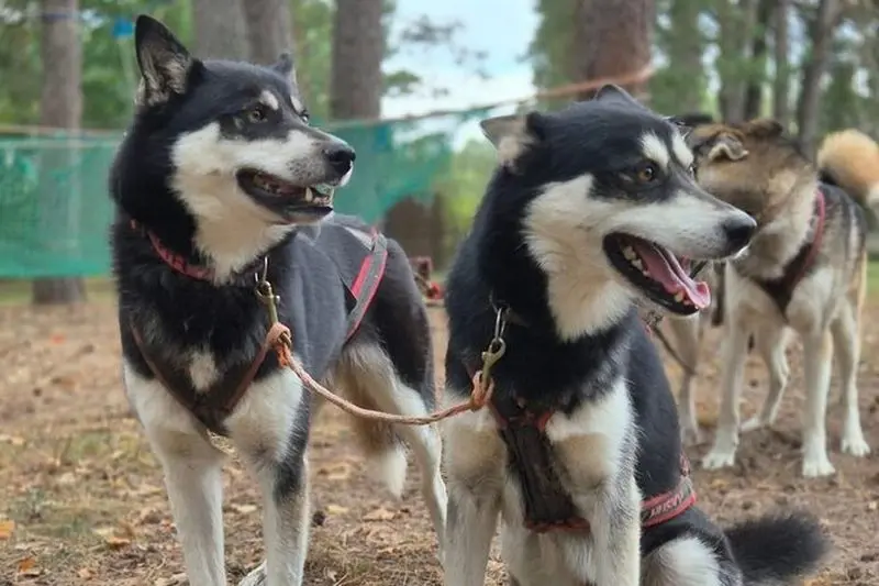 Billet Husky Trekking dans le parc naturel près de Vilnius