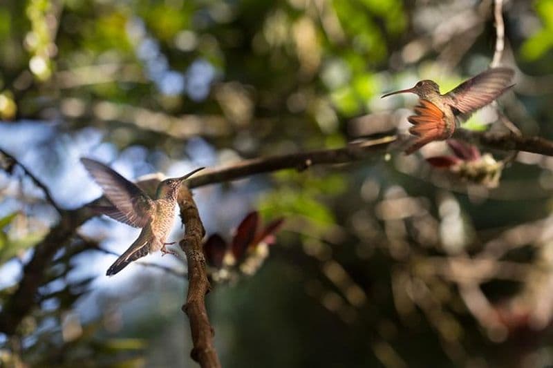Visite privée à Mindo, avec des visites de chocolat et de café