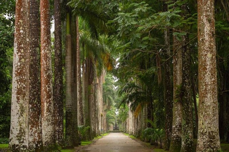 Jardin botanique et forêt de Tijuca: Nature à Rio de Janeiro