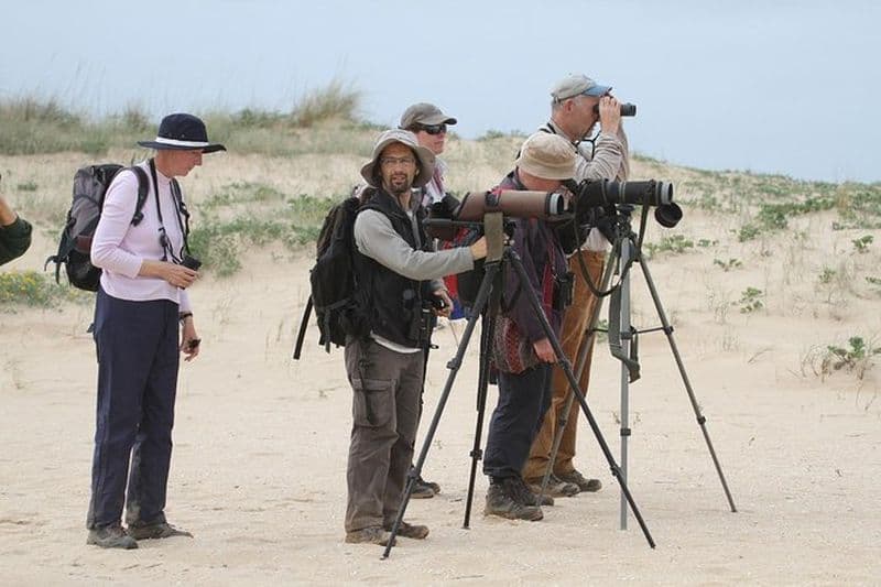 Observation d'oiseaux à Abicada et dans les dunes d'Alvor