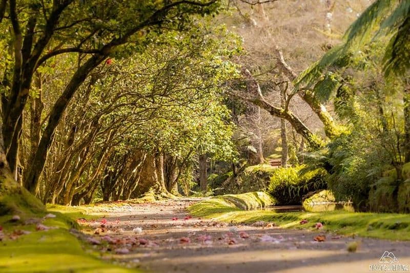 Excursion d'une journée à Furnas : sources chaudes, déjeuner et thé traditionnels