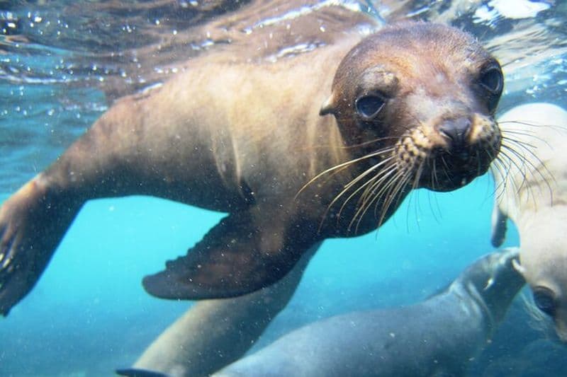 Billet Excursion d'une journée sur l'île de Santa Fe et la plage cachée avec plongée en apnée et pêche