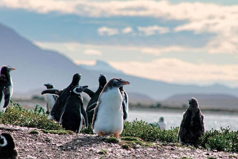 Naviguez à travers le canal Beagle : Phoques, oiseaux et îles Pingouins
