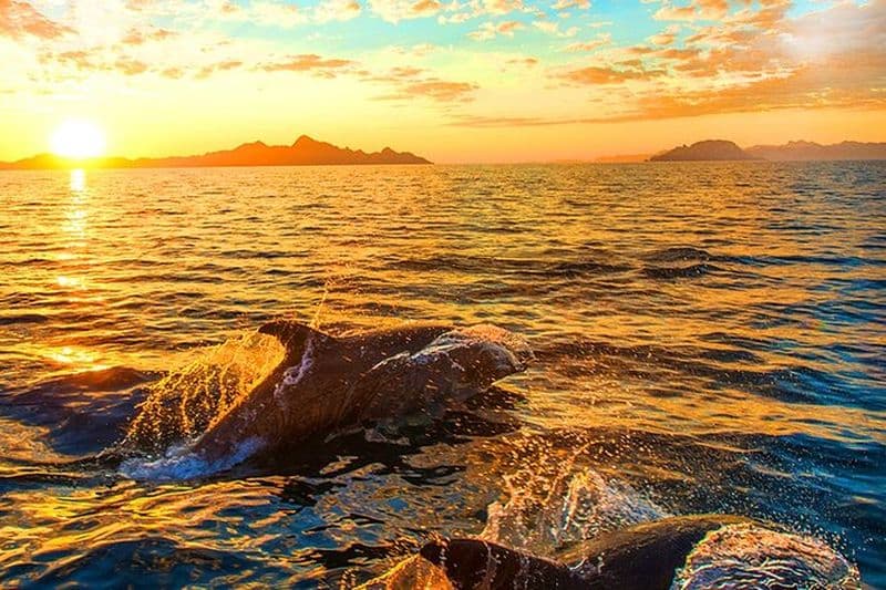 Observation des dauphins dans le parc national de Brijuni depuis Pula