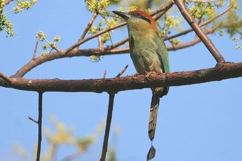 Desembocada et Ameca River Bird Paradise (zones humides et oiseaux tropicaux en PV)