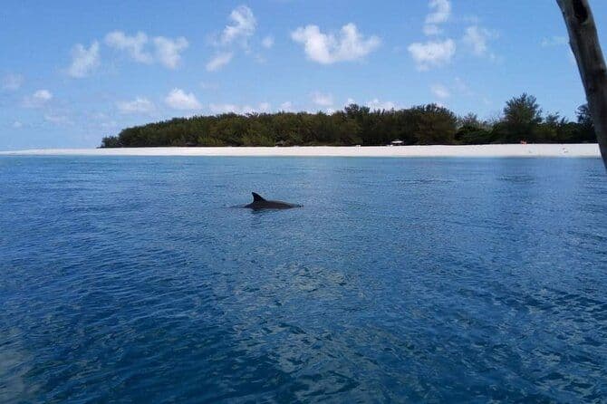 Plongée en apnée de 5 heures, nage avec les dauphins et l'aquarium des tortues de mer