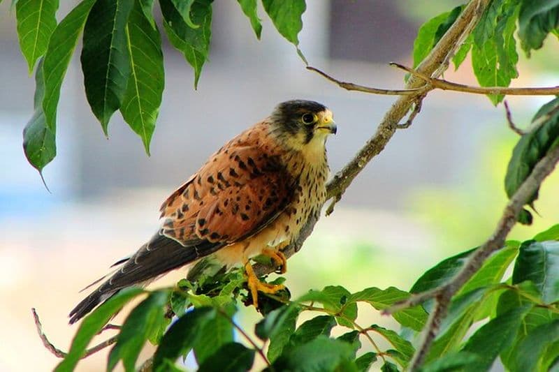 Observation des oiseaux Les Rapaces à Madère