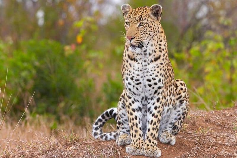 Safari Aquila et dégustation de fromages et vins avec transferts privés