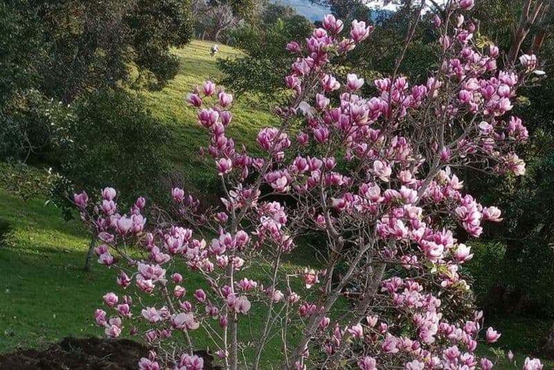 Cours de cuisine sur la Sunshine Coast de Witta Maleny