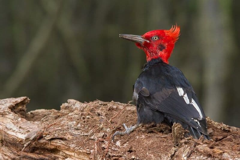 Billet Observation des oiseaux Ushuaia - Parc national Terre de Feu