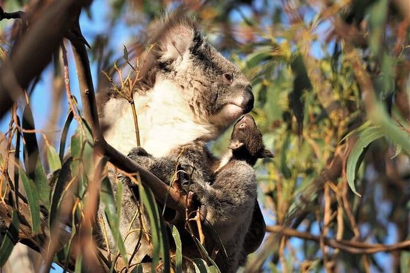 Visite à pied des koalas sur l'île Kangourou