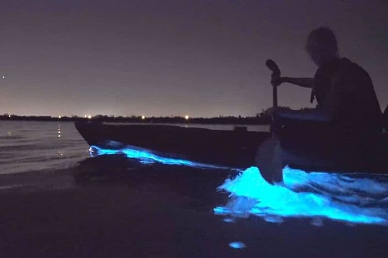 Excursion en kayak sur la bioluminescence d'Auckland