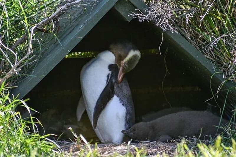 Visite privée de la faune et des manchots à Dunedin avec billet