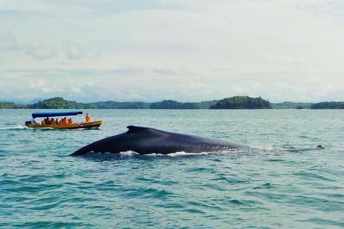 Billet Excursion d'observation des baleines et sur l'île dans le Golfe de Chiriqui