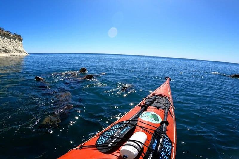 Expérience de pagaie en kayak avec les lions de mer à Puerto Madryn
