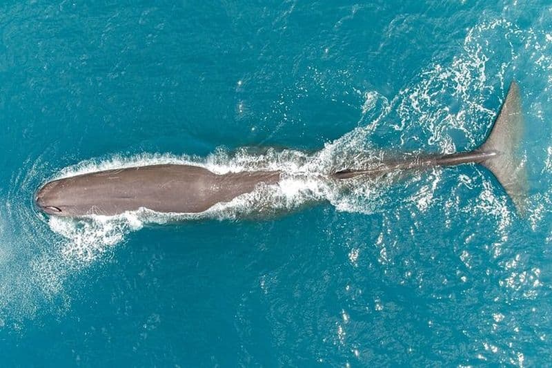Kaikōura Whale Watching Scenic Flight (40 minutes)