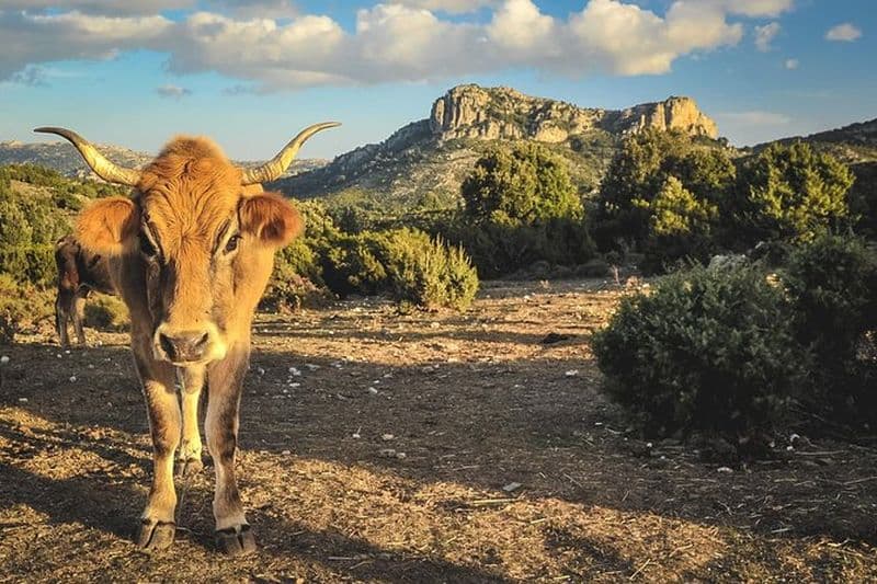 Excursion en jeep entre terre et mer - Orosei & Capo comino