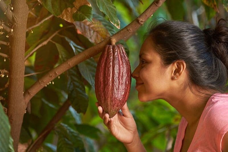 Visite de la ferme de cacao Evelyza