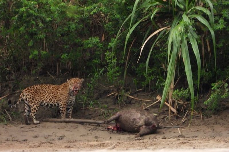 Circuit de la zone de réserve de Manu + Léchage d'argile Jaguar et Ara 5 jours