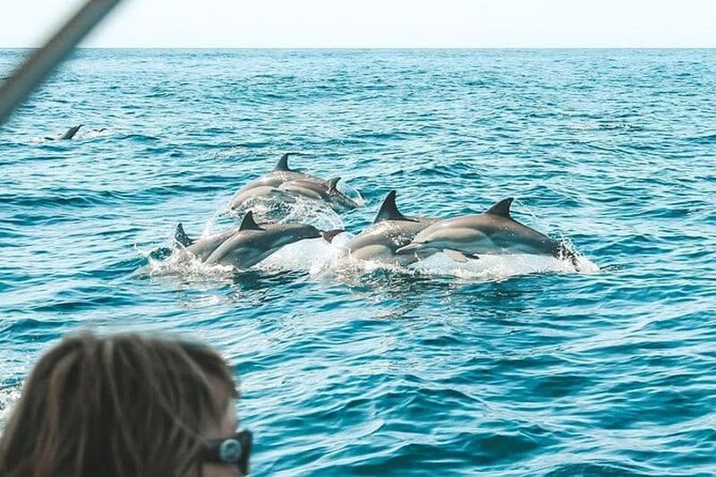 Billet Byron Bay Dolphin Tour - Ocean Safari