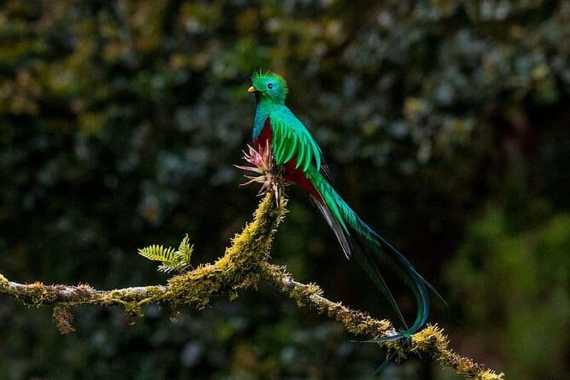 Birdwatching Tour : débloquer la merveille, qu'elle soit Junior ou Avancée