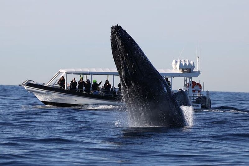 Observation des baleines sur un hors-bord avec auvent depuis le port de Sydney