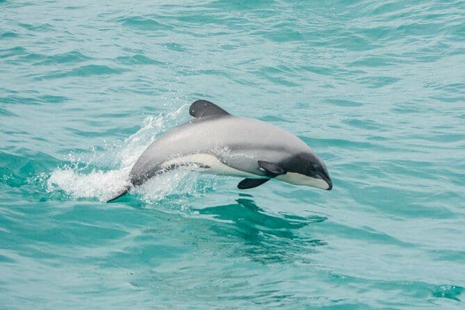 Akaroa Dolphins ~ Croisière dans la nature du port