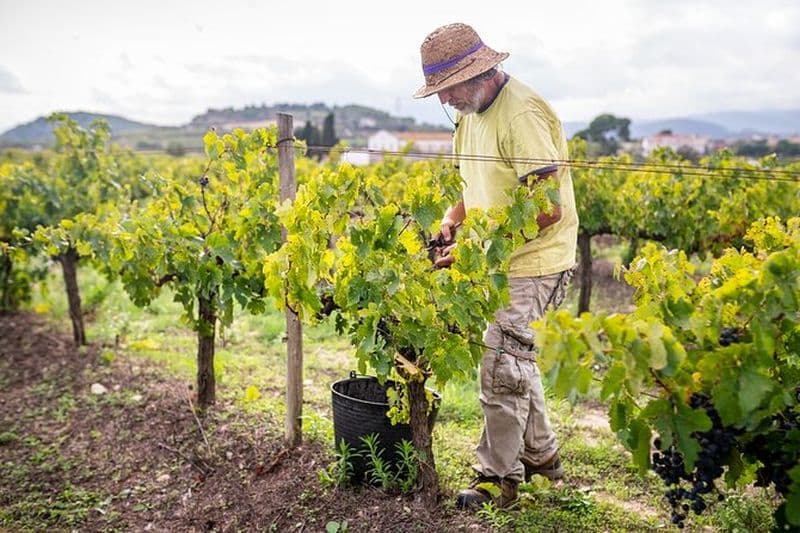 De la visite des vignobles de Villa de Leyva