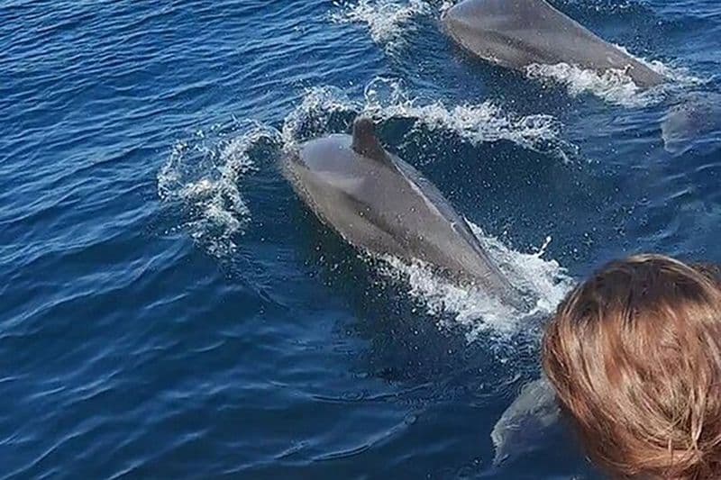 Rencontre avec des dauphins sauvages et plongée en apnée