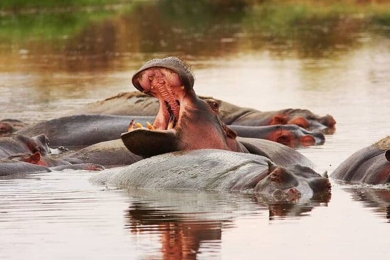 Photographie de safari animalier du nord de la Tanzanie