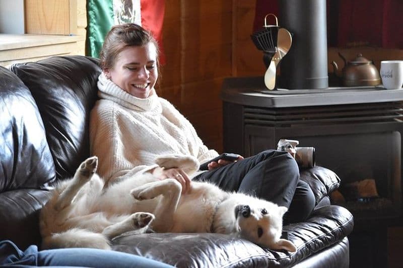 Aurores boréales et huskies