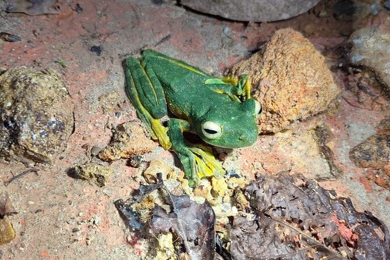 Merveilles nocturnes de Kubah Safari nocturne avec des grenouilles