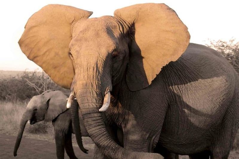 Safari Pilanesberg au départ de Johannesbourg