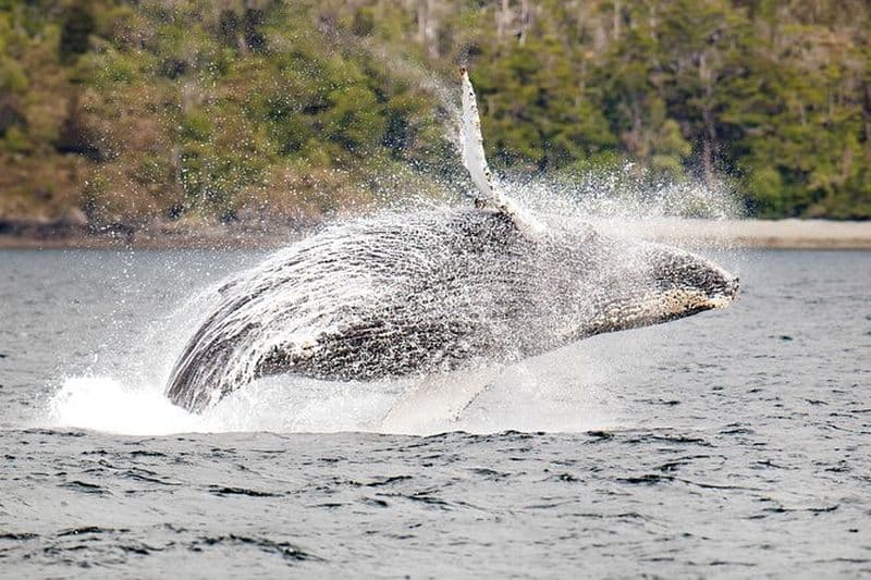 Billet Observation des baleines et des glaciers depuis le parc Punta Arenas Francisco Coloane