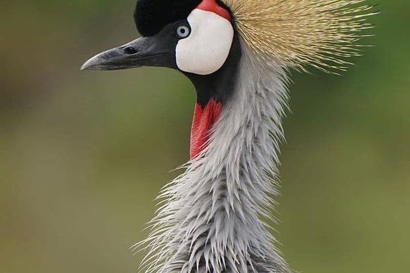 Billet Excursion privée de 6 jours à Arusha en 4x4