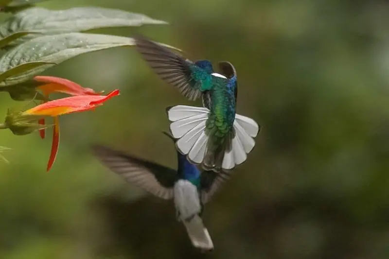 Jaco Observation des oiseaux et photographie avec Sergio