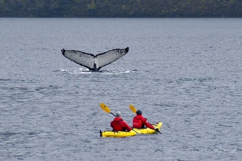 Billet Kayak avec les baleines et observation de la faune depuis Punta Arenas